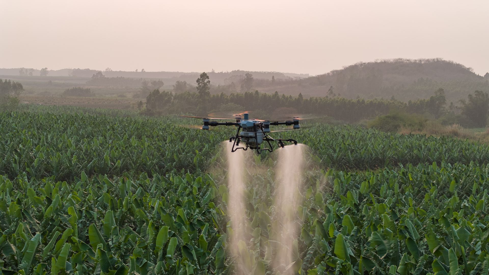 DJI Agras T100 pulverizando bananal