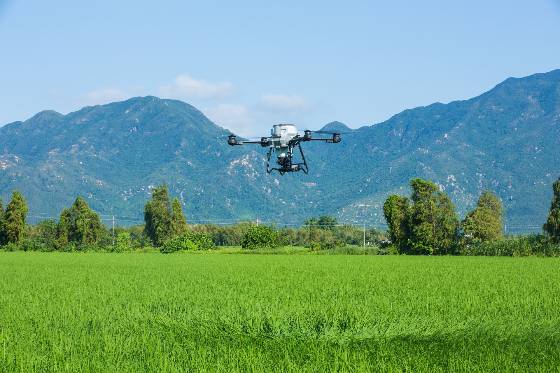 DJI Agras T25P sobrevoando arrozal