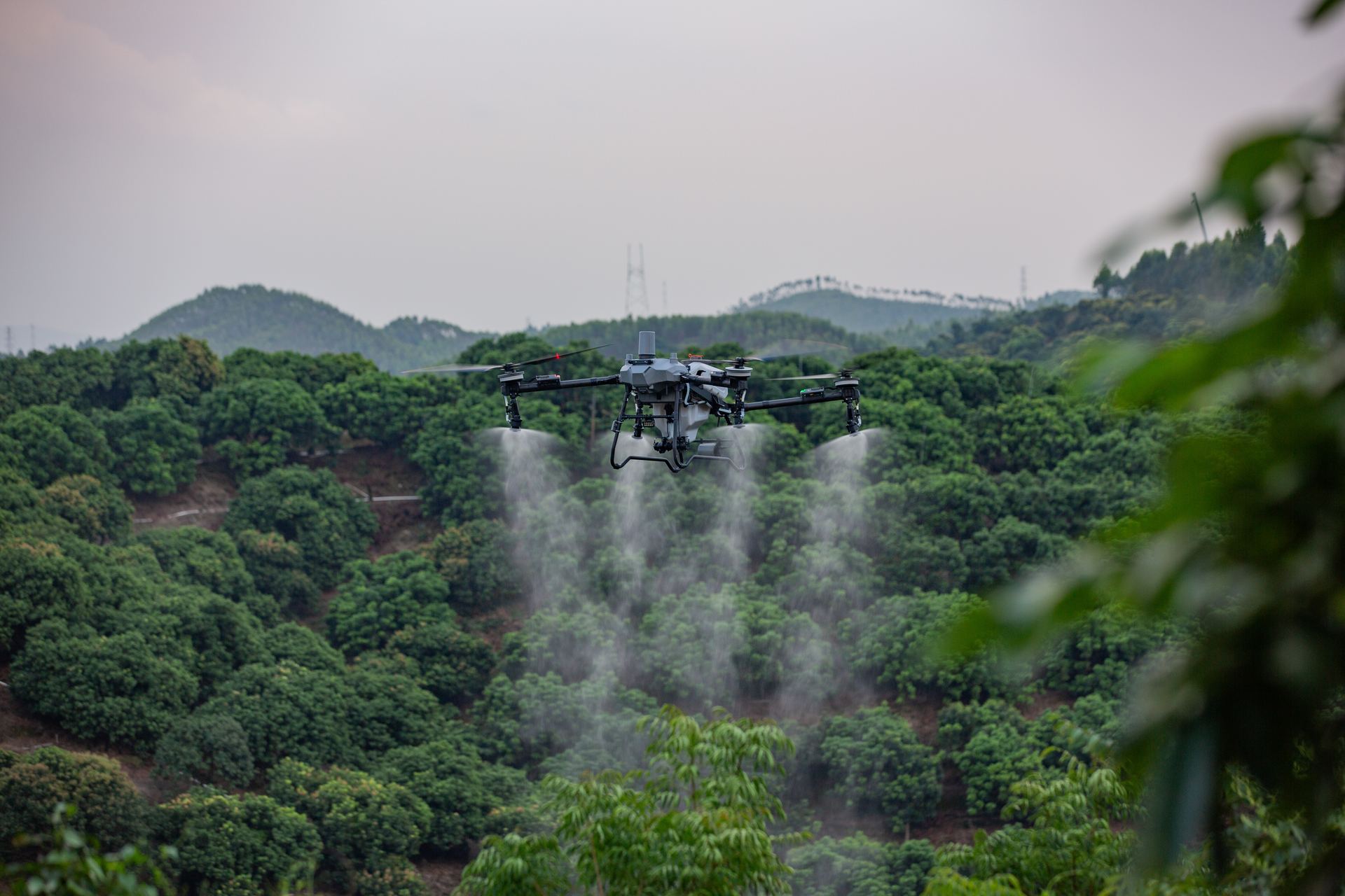 DJI Agras T70P pulverizando pomar de lichia