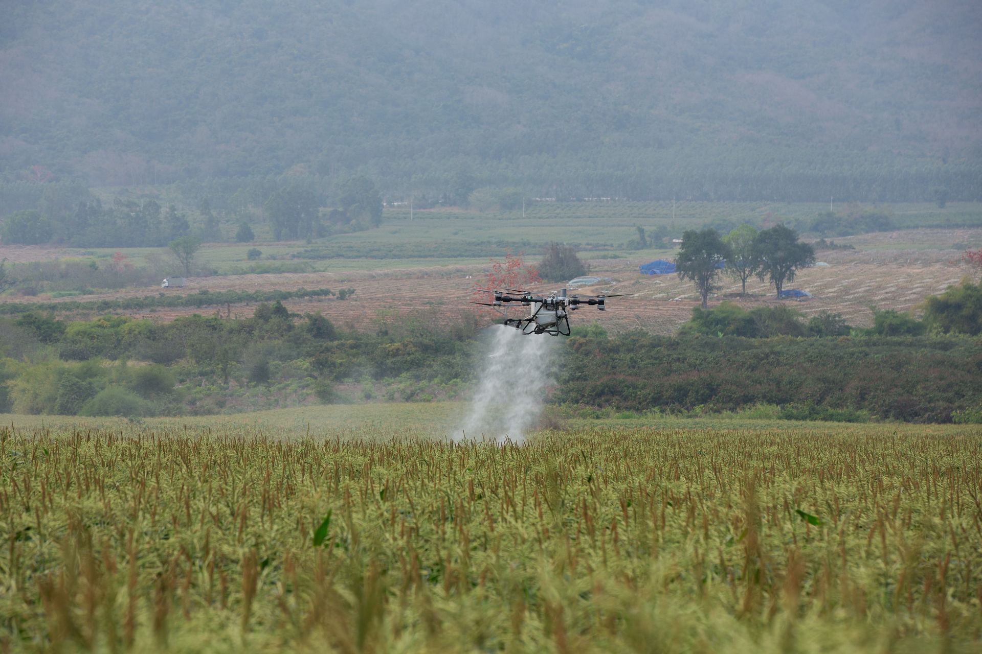 DJI Agras T100 sobrevoando campo de sorgo